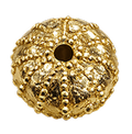 Sea urchin